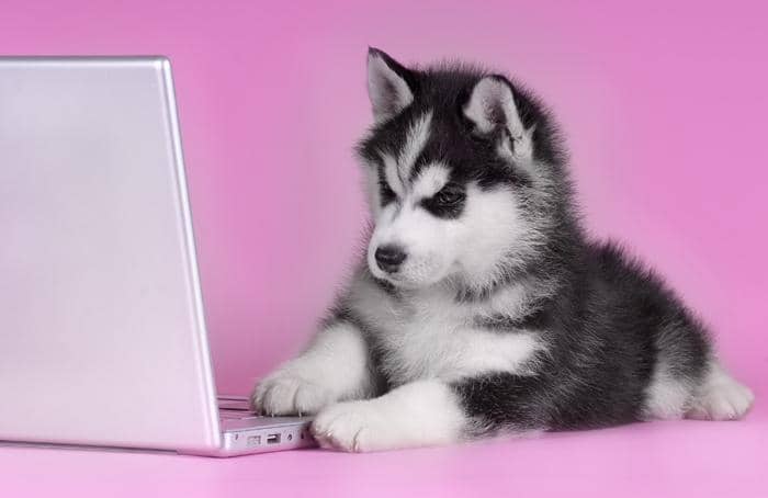 Husky on laptop